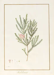 Melaleuca, including Five Studies of the Bloom